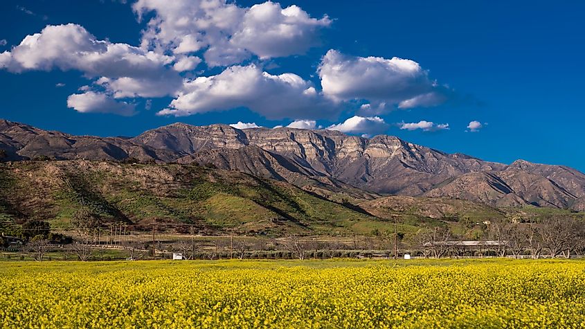 field of yellow mustard and Topa Topa Mountains, Upper Ojai California