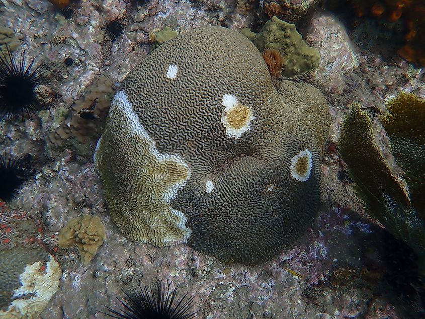 Brain coral affected by SCTLD
