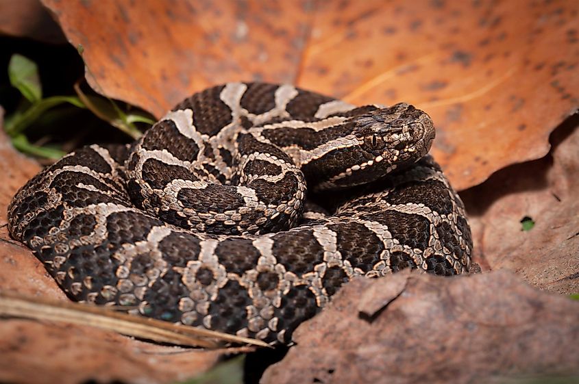 The eastern massasauga rattlesnake curled up on leaf litter.