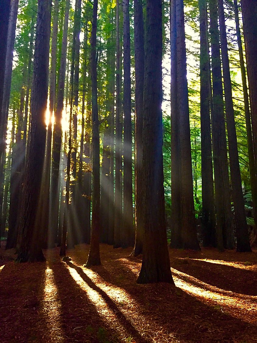 Californian Redwood (Sequoia trees) plantation, the forest was planted in the Great Otway National Park, Victoria.