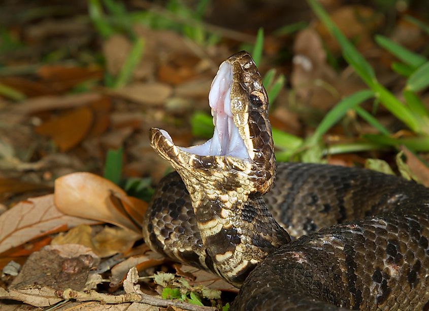 A cottonmouth in threat display in Galveston, Texas.