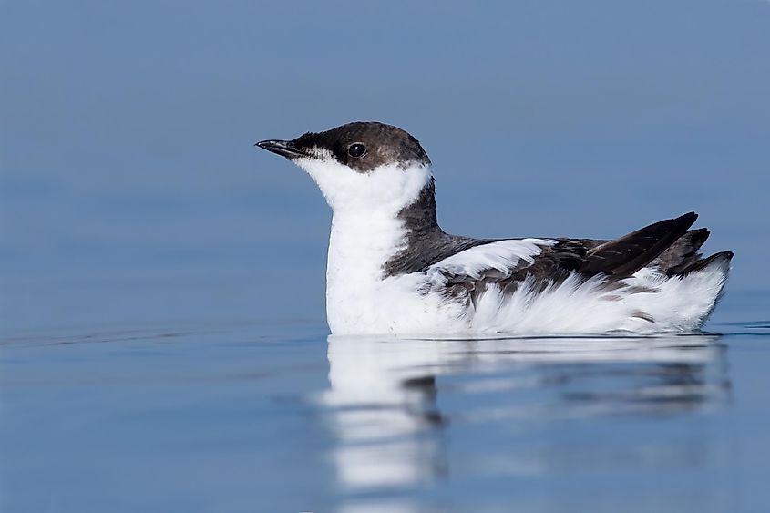 A marbled murrelet, an endangered species, in its winter plumage.