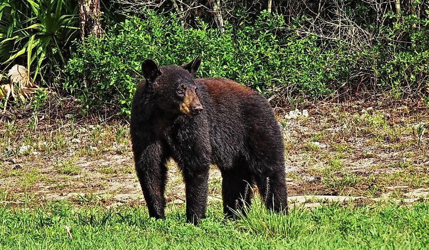 Florida black bear surrounded by greenery