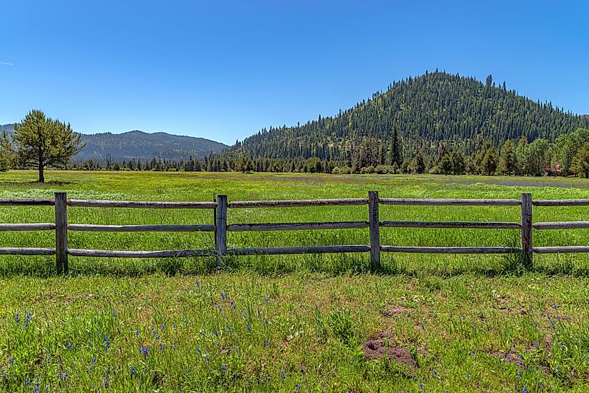 Flower Field In Garden Valley, Idaho.