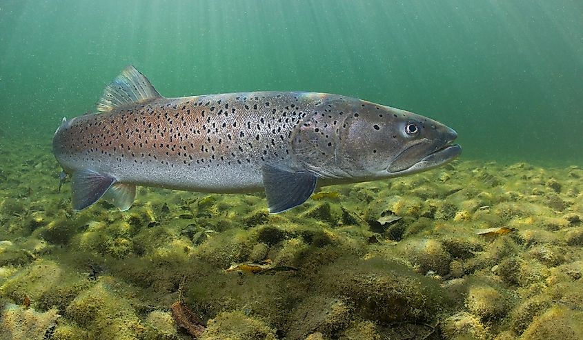 Common huchen (Hucho hucho) swimming in nice river. Beautiful salmonid fish in close up photo