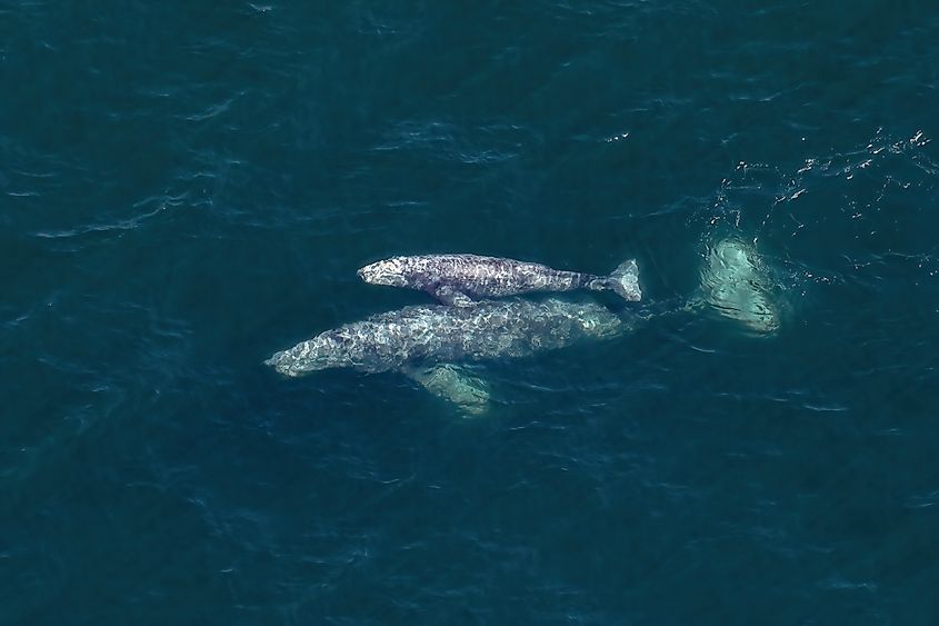 A pair of Gray Whales (Eschrichtius robustus).