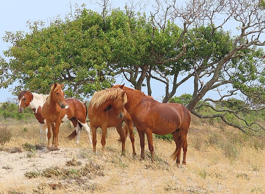 A herd of wild ponies congregating in the brush by the beach in Assateague, Maryland
