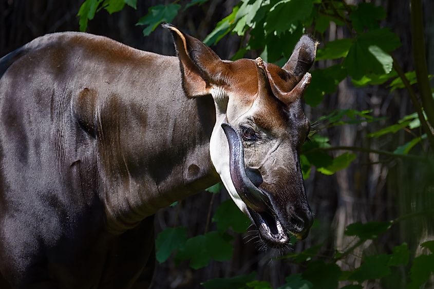 Okapi licking its face with its long tongue