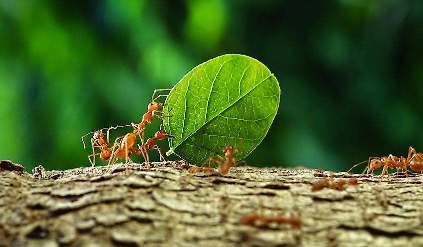 Ants carry the leaves back to build their nests, carrying leaves, close-up. sunlight background.