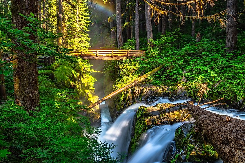 The magical Hoh Rainforest in Washington.