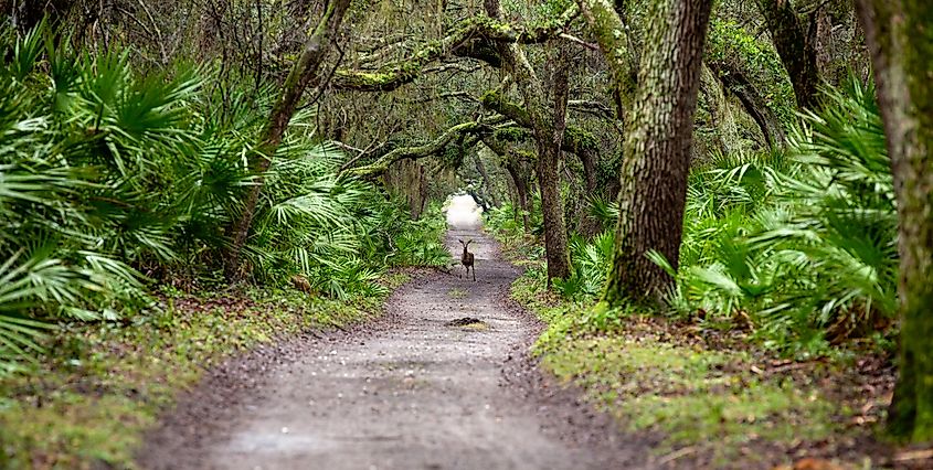 A deer on the trail on Cumberland Island, Georgia. 