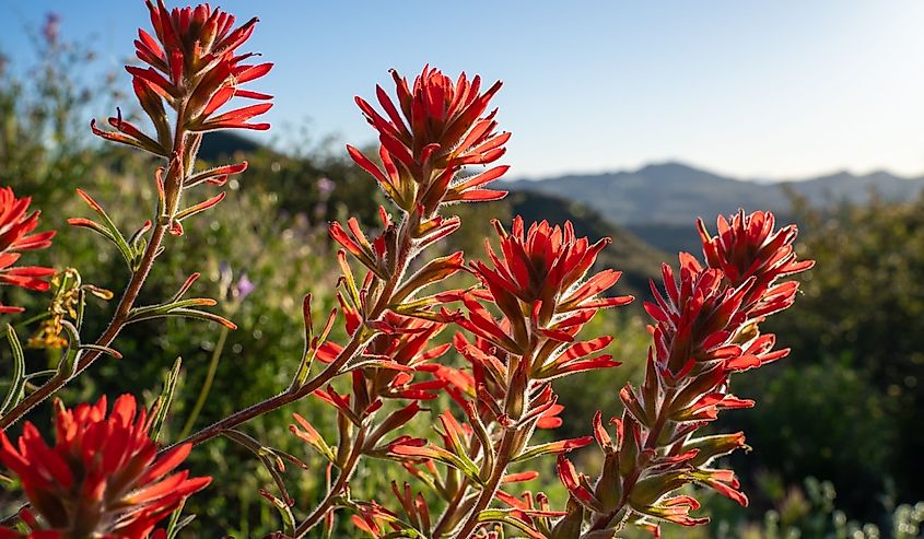Indian Paintbrush in the Sonoran Desert.