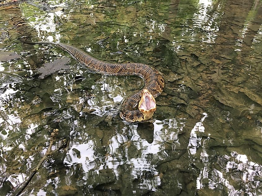 Water moccasin