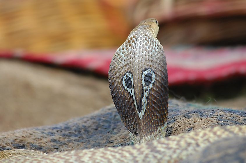 The hood of a king cobra (Credit: Luvin Yash via Shutterstock)