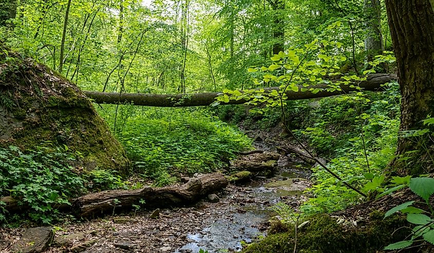 Hiking through lush forest of Salt Fork State Park