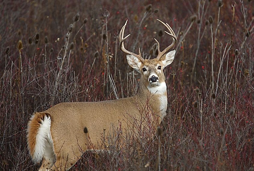 A beautiful white-tailed deer in the grassland.