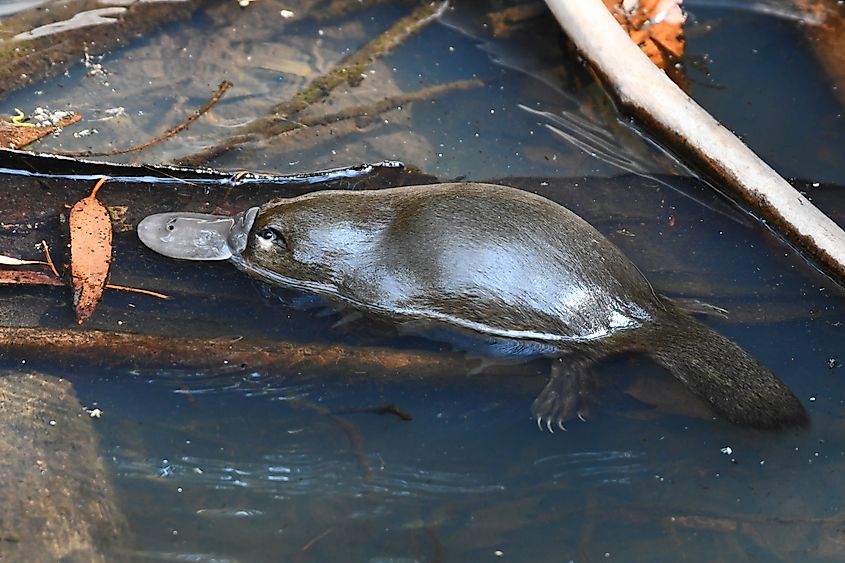 A young Platypus half out of the water