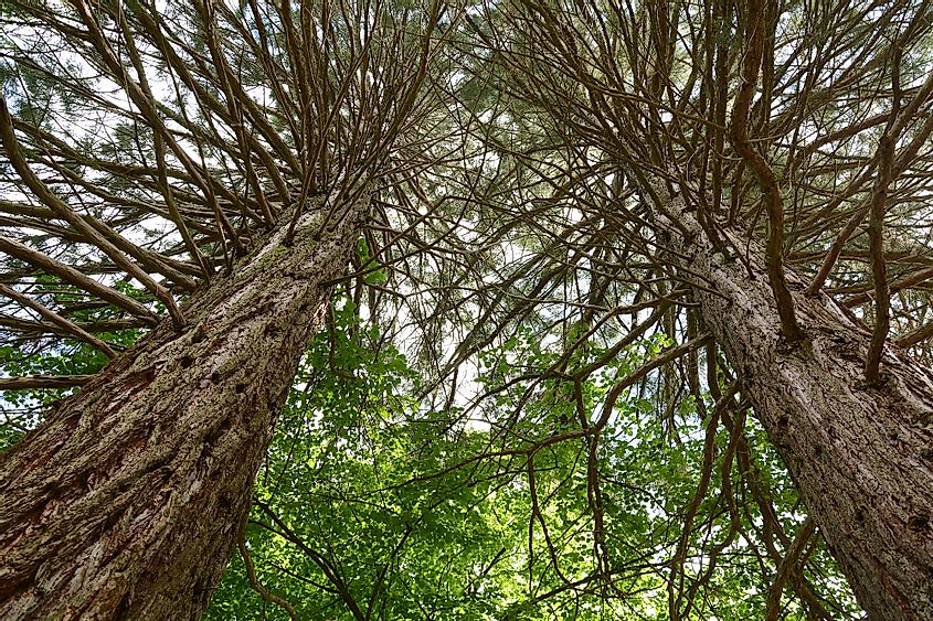 Sequoia Sempervirens trees