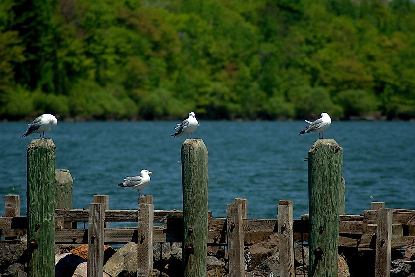 Gulls along the shores of Lake Superior.