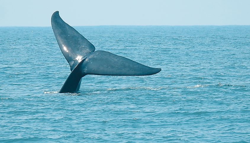 The blue whale (Balaenoptera musculus) is a marine mammal.