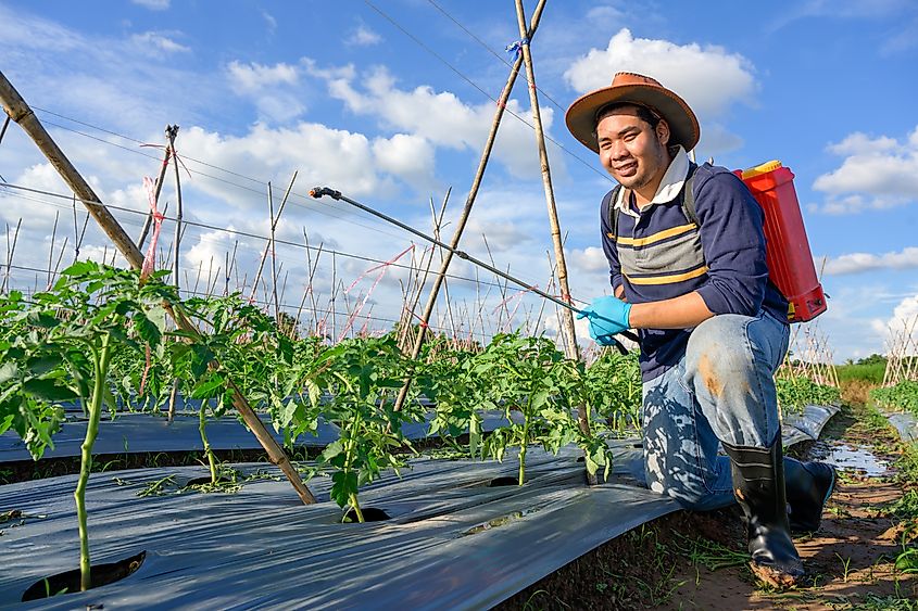 Farmer spraying herbicides Agriculture sprays pesticides on tomato seedlings to grow organic, chemical-free crops.