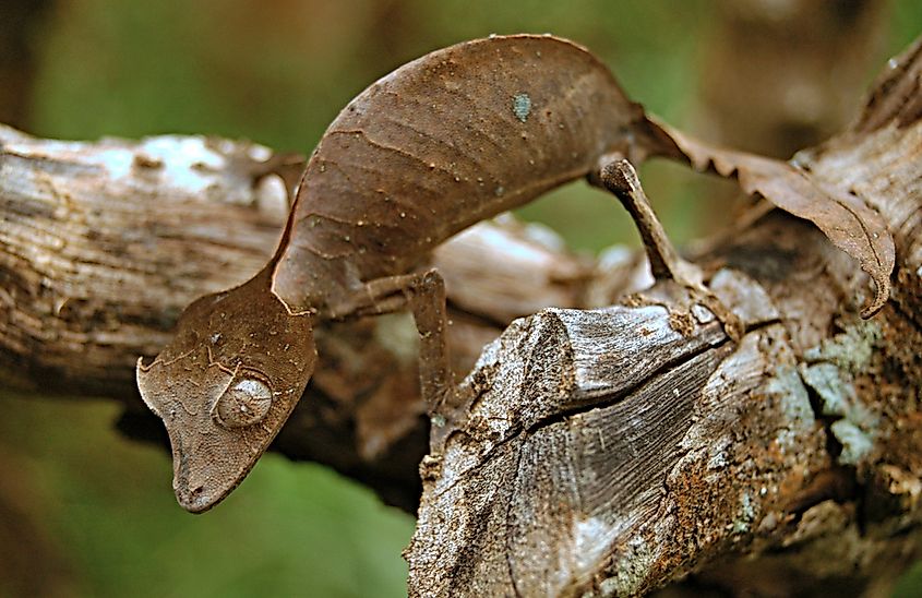 Animals That Live in Madagascar - WorldAtlas Animals That Live in Madagascar - WorldAtlas