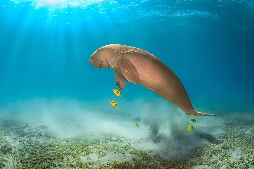 Rare big dugong male or sea cow with yellow fish in the deep blue water of Red Sea in Egypt