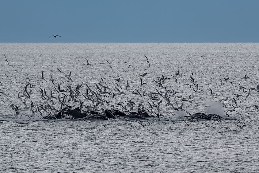 Humpback whales bubble net feeding. Resurrection Bay and Gulf of Alaska near Seward, Alaska USA.