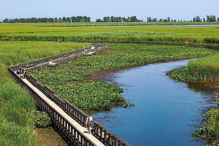 Wetlands Boardwalk in Point Pelee National Park, Ontario, Canada