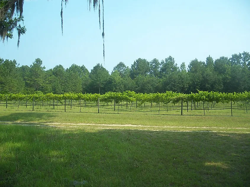 A crop at Monticello Vineyards and Winery. 