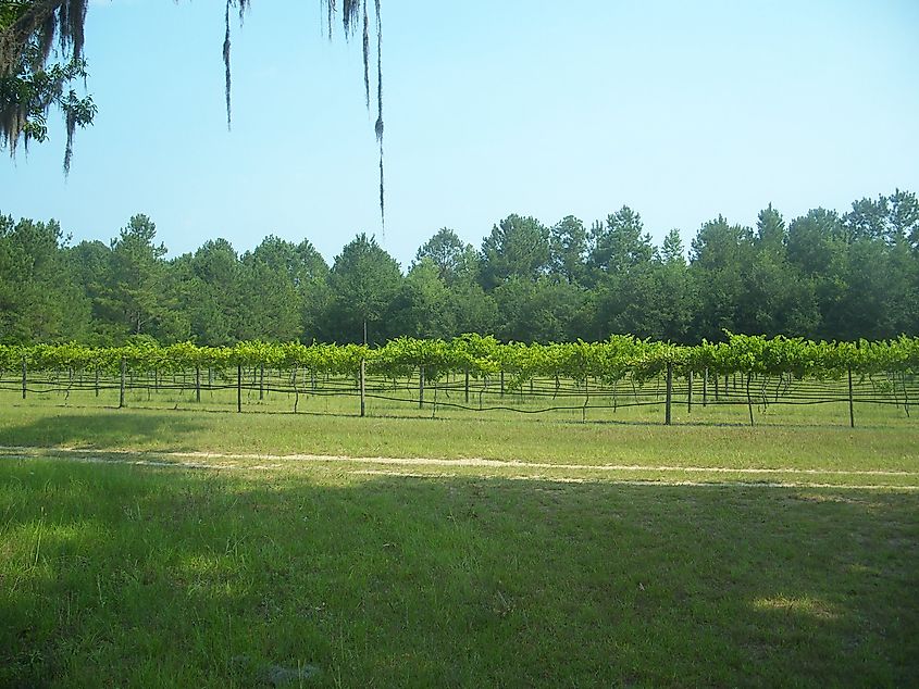 Monticello Vineyards and Winery, Monticello, Florida