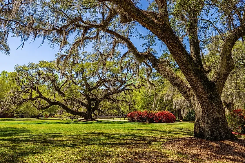 Landscape of oak trees and azeleas in Moncks Corner, South Carolina, USA.
