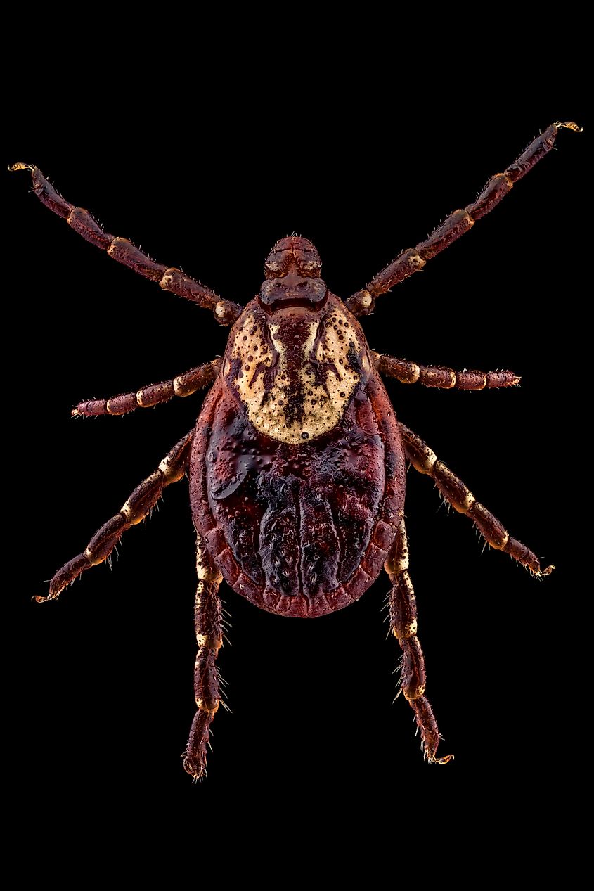 American dog ticks (Dermacentor variabilis)