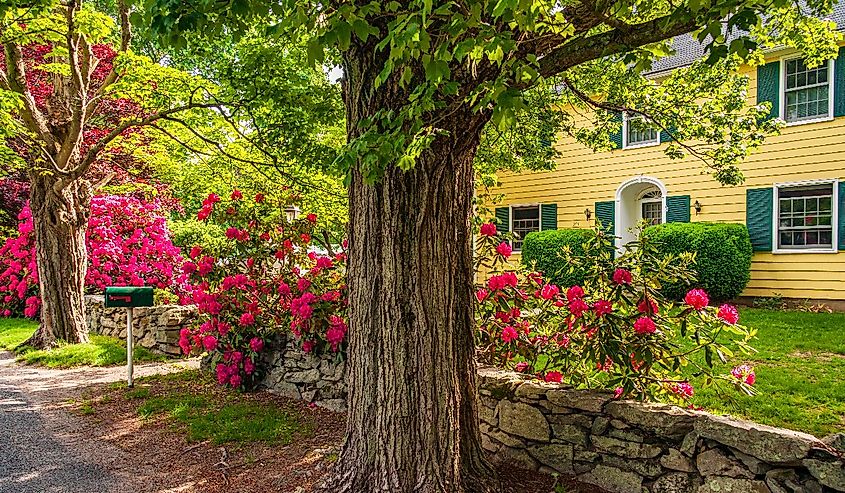 View of beautiful yellow house in Bristol with pink flowers in the garden outside of it