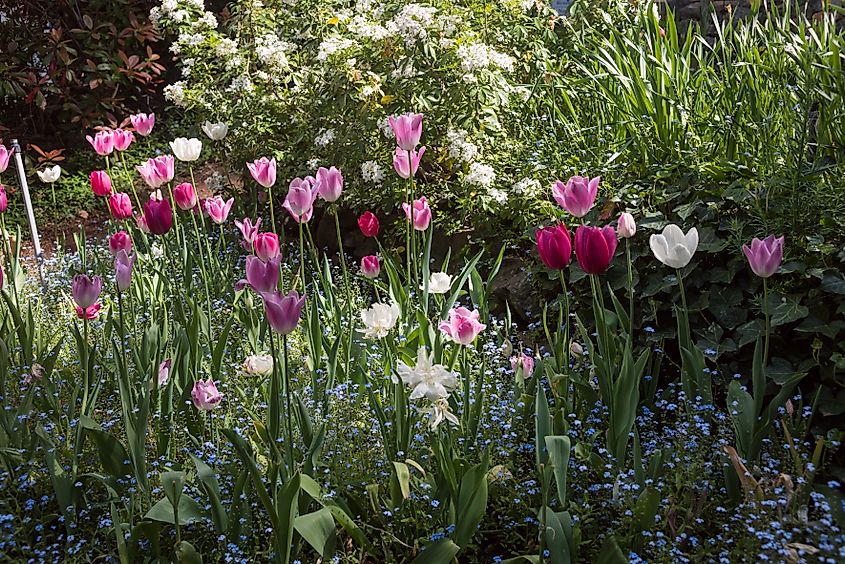 Editorial Photo Credit: Ksenia Ragozina via Shutterstock. Tulip gardens at Crystal Hermitage, which is part of the Ananda community located about 15 miles northeast from Nevada City (California) in the foothills of the Sierra Nevada Mountains