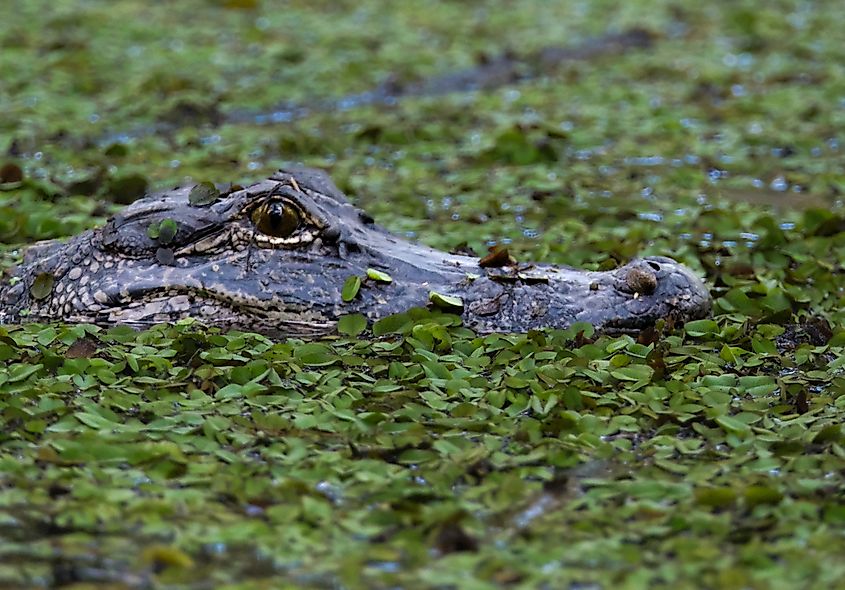 A stealthy alligator glides silently through a swamp covered in green vegetation in Lafayette, Louisiana, showcasing the beauty and mystery of southern bayou wildlife.