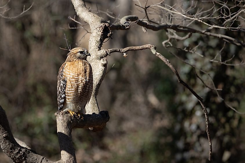 Red Shouldered hawk in Pennsylvania