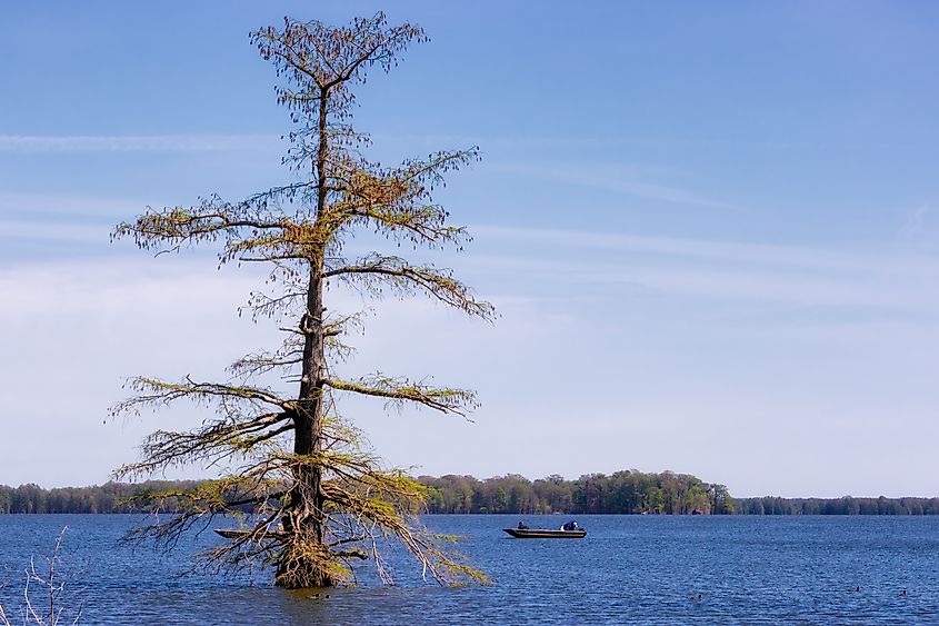 Fishermen out on Reelfoot Lake, Tennessee