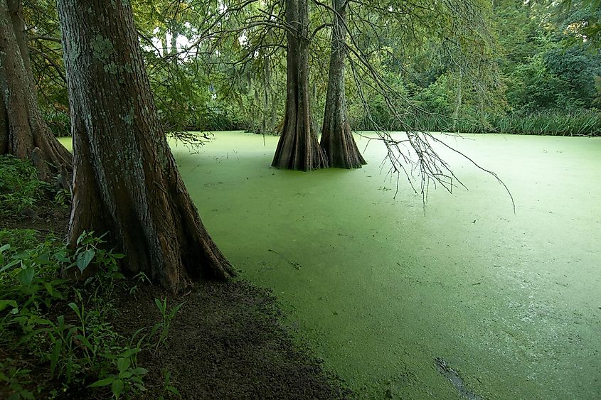 A swamp in St. Francisville by Roberto Michel via Shutterstock.com