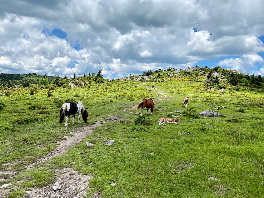 Wild horses in Mount Rogers National Recreation Area.
