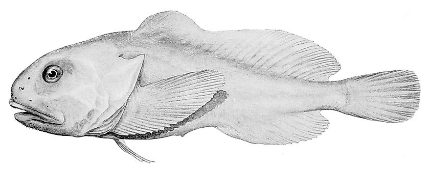 An illustration of a Psychrolutes marcidus blobfish by Allan Riverstone McCulloch
