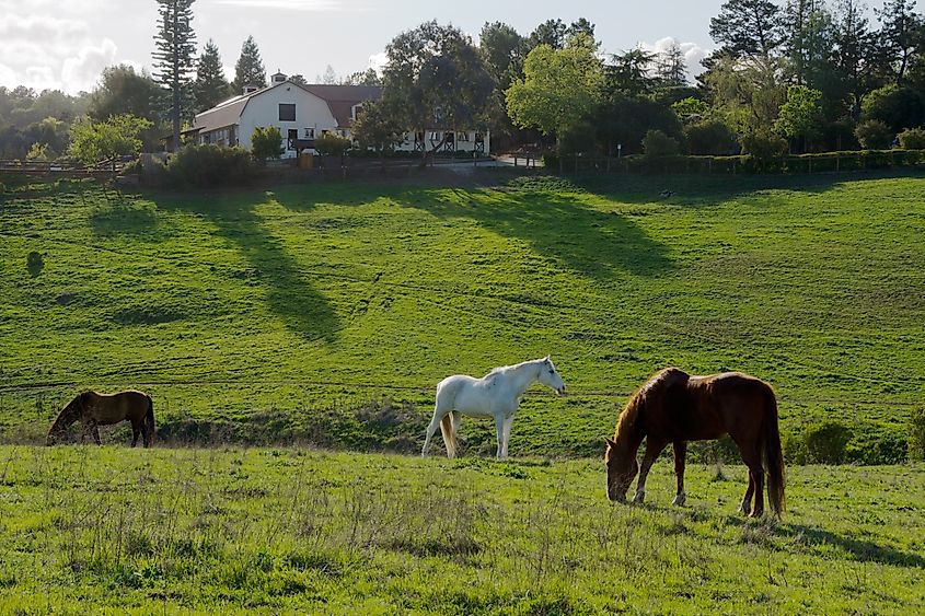 View of Westwind Community Barn from Byrne Preserve, Los Altos Hills, California.