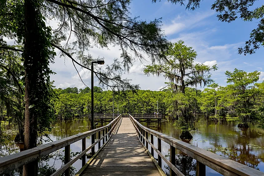 View of Caddo Lake in Caddo Lake State Park, Texas.