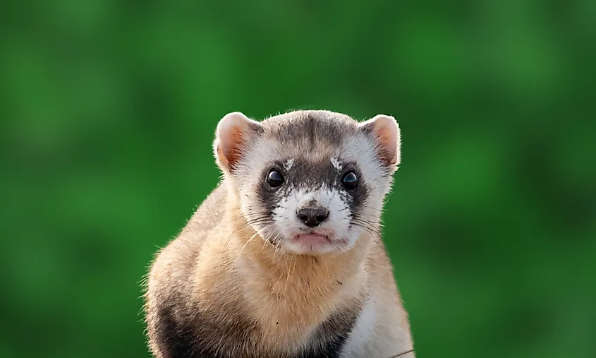 Black-footed ferret
