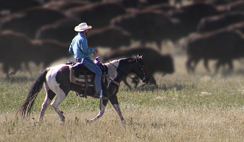Custer State Park Buffalo Round Up With a Cowboy riding a black-and-white horse.