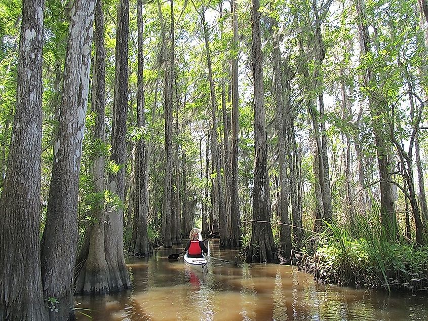  A kayaker on the Altamaha River. 