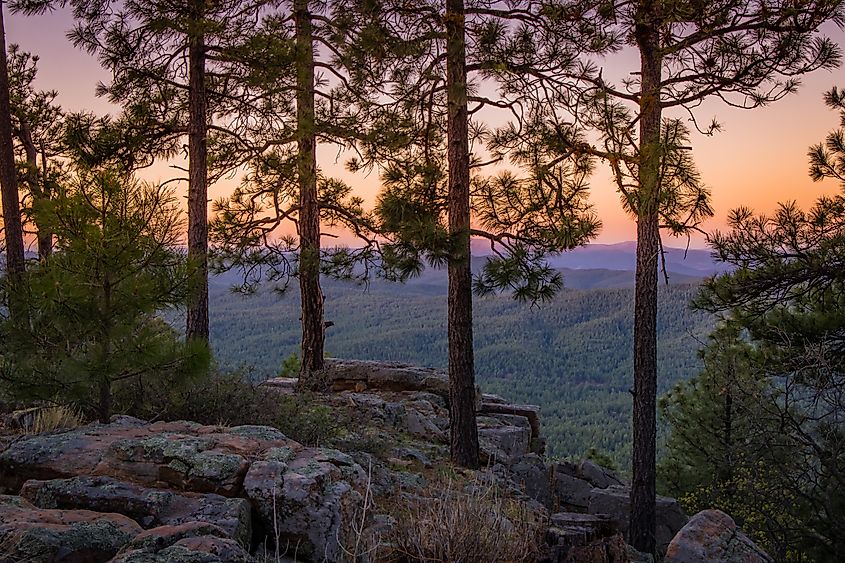 Trees Silhouetted against a colorful desert sunset sky on a cliff above a forested valley in Rim Country near Payson, Arizona.