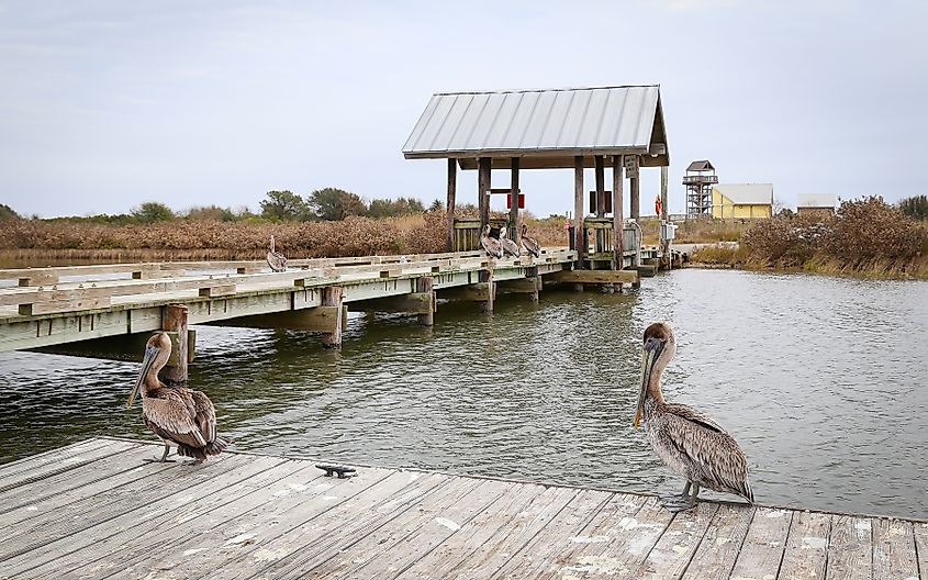 Brown pelicans stand on the fishing dock at Grand Isle State Park.