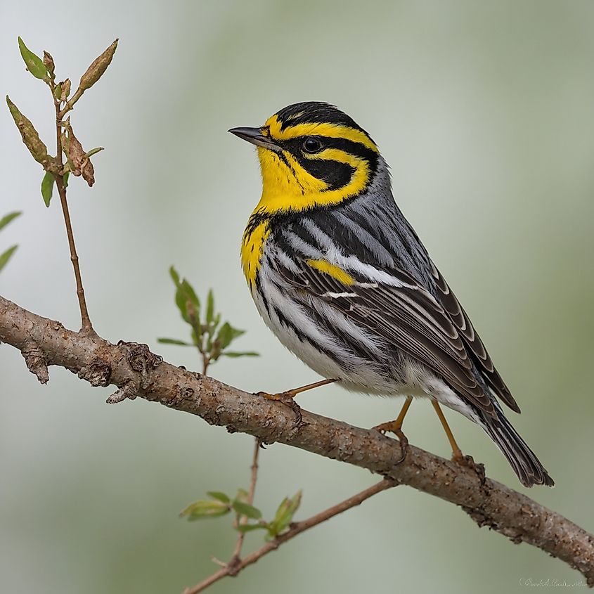The Golden-cheeked Warbler is a small, endangered songbird native to central Texas.