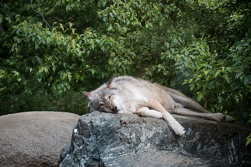 A wolf relaxing on a rock at the International Wolf Center in Ely, Minnesota. 